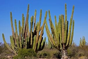 Images Dated 3rd March 2008: Cardon Cactus - resembles saguaro in growth form but is much more massive - Develops thick trunk