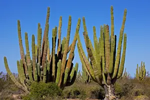 Cardon Prints: Cardon Cactus - resembles saguaro in growth form but is much more massive - Develops thick trunk