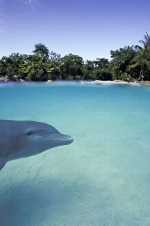 Caribbean, Bahamas. Bottlenose dolphin (Tursiops)