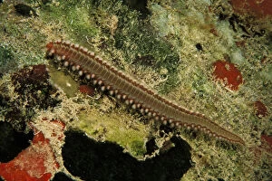 Worm Gallery: Caribbean, Bahamas. Bustle worm
