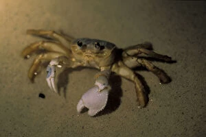 Caribbean, Bahamas. Ghost crab