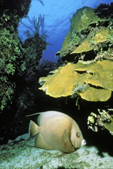 Images Dated 9th June 2010: Caribbean, Bahamas. Gray angel fish
