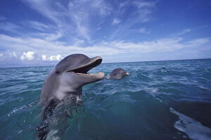 Danita Delimont Gallery: Caribbean, Bottlenose dolphins (Tursiops truncatus)