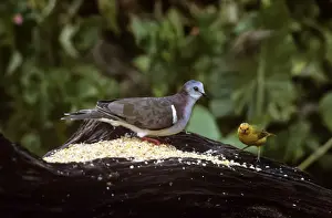 Doves Prints: Caribbean Dove - with Saffron FInch (Sicalis flaveola)