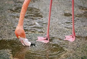 Webbed Feet Prints: Caribbean Flamingo KF 7655 Shows feeding action Phoenicoptrus r