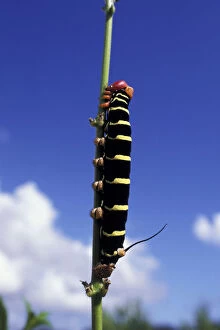 Caribbean, Grenada. Caterpillar