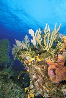 Caribbean. Reef