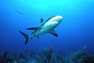 <b class=qtipBold><figcaption>Caribbean Reef Shark</figcaption></b><br>AU-10-MS Caribbean Reef Shark Bahamas Carcharhinus perezi Auscape Please note that prints are for personal display purposes only and may not be reproduced in any way.<br><em>© Ardea 2007 - All Rights Reserved</em> Caribbean Reef Shark