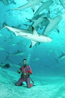 Caribbean Reef SHARK - group / school with diver