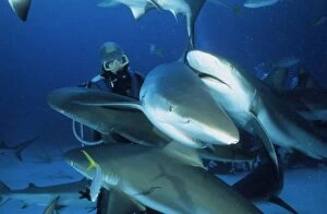 Bahamas Gallery: Caribbean Reefsharks and Diver