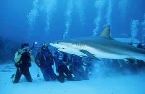 Bahamas Gallery: Caribbean Reefsharks and Divers