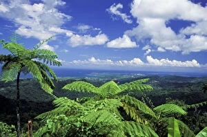Caribbean, USA, Puerto Rico. Palm trees