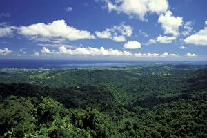 Caribbean, USA, Puerto Rico. Rainforest