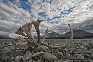 Images Dated 24th July 2012: Caribou Antlers and Skull of bull Wind River, Yukon, Canada