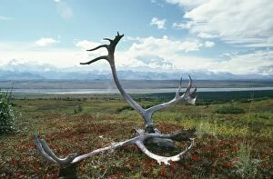 Caribou / Reindeer - antlers on autumn Tundra