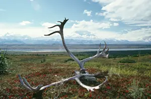 Caribou / Reindeer - antlers on autumn Tundra. Denali National Park, USA