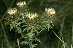 Images Dated 15th August 2006: Carline Thistle