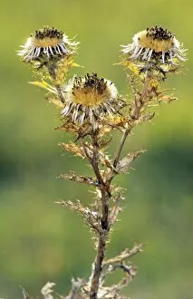 Images Dated 1st July 2008: Carline thistle