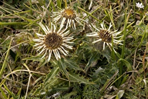 Images Dated 3rd August 2006: Carline thistle (Carlina vulgaris). Chalk grassland, Dorset