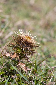 Images Dated 6th August 2012: Carline Thistle Flower - Wales, UK