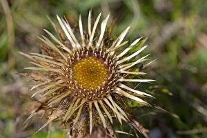 Images Dated 6th August 2012: Carline Thistle Flower - Wales, UK