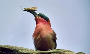 Bee Eater Prints: Carmine Bee-eater CRH 959 M With moth in beak - Okavango
