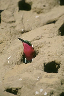 Images Dated 24th April 2009: Carmine Bee-Eater, (Merops rubicoides)