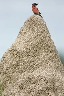 Carmine Bee-eater - on termite mound