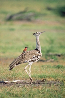 Images Dated 28th August 2008: Carmine Bee-eater - using Bustard as perch, hawking insects