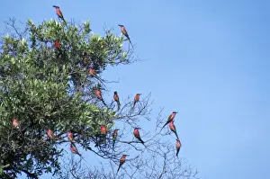 Bee Eater Prints: Carmine Bee-eaters
