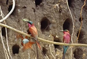Carmine Bee-eaters - nesting