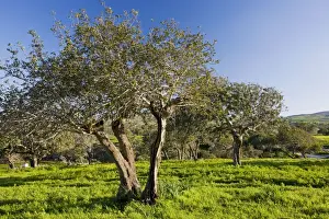 Orchards Prints: Carob orchard - near Akamas, Greek Cyprus (south)