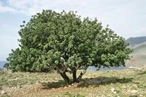 Images Dated 15th August 2006: Carob Tree - fodder & food tree Crete