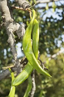 Cyprus Gallery: Carob Tree with ripening fruits Cyprus