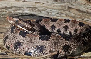 Coiled Prints: Carolina Pigmy Rattlesnake - Eastern United States
