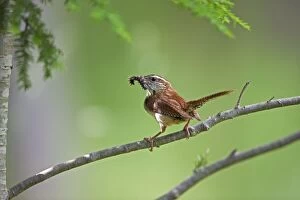 Images Dated 23rd June 2009: Carolina Wren - New York - Perched on branch holding caterpillar in beak