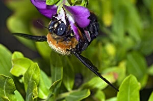 Carpenter bee - female collecting nectar from flowers