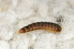 Damage Prints: Carpet Beetle Larva SPH 2718 UK Attagenus pellio © Steve Hopkin / ardea. com
