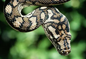 <b class=qtipBold><figcaption>Carpet PYTHON</figcaption></b><br>CAN-1479 Carpet PYTHON Morelia spilotes variegata John Cancalosi Please note that prints are for personal display purposes only and may not be reproduced in any way.<br><em>© John Cancalosi / ardea.com</em> Carpet PYTHON