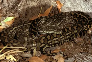 Carpet python - has heat sensory pits. Can reach 2. 5 metres