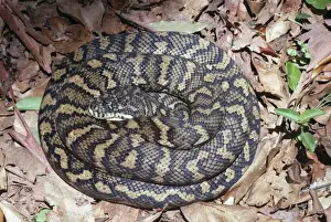 Coiled Prints: Carpet Python Snake East Australia