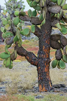 Ecuador Gallery: Carpet weed along with Opuntia prickly pear cactus