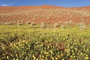 Carpets of Devils Thorn and sand dune during the