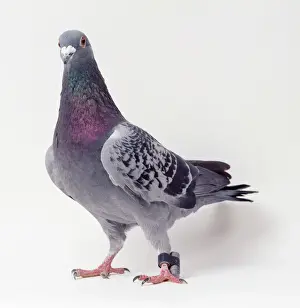 Sport Prints: Carrier Pigeon