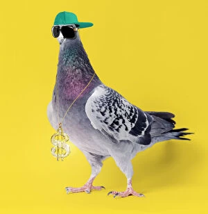 Images Dated 14th August 2018: Carrier Pigeon, wearing sunglasses hat and gold