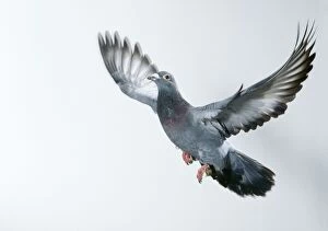 Taking Off Collection: Carrier / Racing / Homing Pigeon JD 16199 In flight © John Daniels / ardea. com