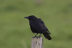 Passerine Bird Gallery: Carrion Crow - adult crow - Germany