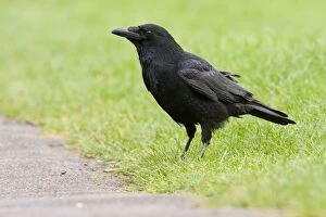 Carrion Crow - adult perching on grass