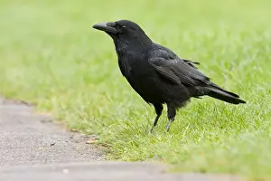 Corvid Prints: Carrion Crow - adult perching on grass - Wiltshire - England - UK