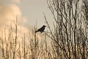 Crows Prints: Carrion Crow On bare branches of tree London UK